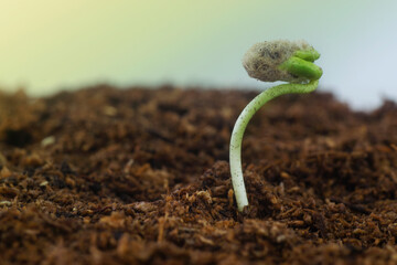Cotton seedling sprouting on wet soil with negative space and sunlight coming from the left