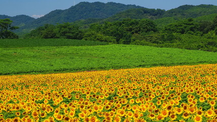 中山ひまわり団地14