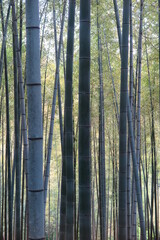 山の中の竹林の風景9