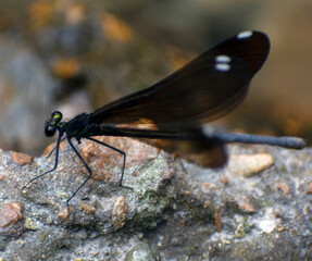 Close up of a dragonfly.