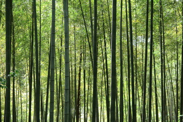 Fototapeta na wymiar 山の中の竹林の風景6