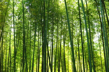 Fototapeta na wymiar 山の中の竹林の風景3