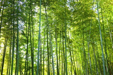 Fototapeta na wymiar 山の中の竹林の風景1