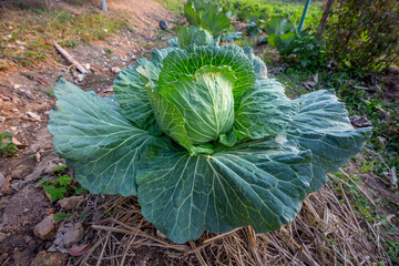 Organic cabbage cultivation in tropical region, Thailand.