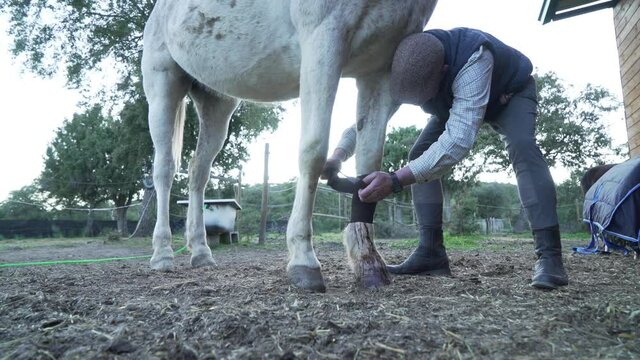 Veterinary doctor bandaging the bleeding leg of standing white horse. Closeup