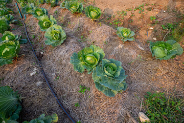 Organic cabbage cultivation in tropical region, Thailand.