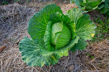 Fototapeta premium Organic cabbage cultivation in tropical region, Thailand.