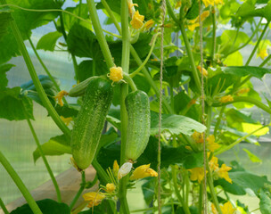 Two ripe cucumbers hang from a stem in a greenhouse.