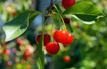  A bunch of ripe cherries illuminated by the sun, hanging on a branch.
