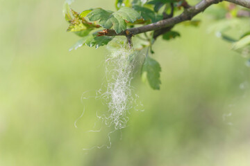 white clump of sheep wool on a broken branch