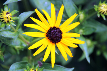 yellow flower in the garden