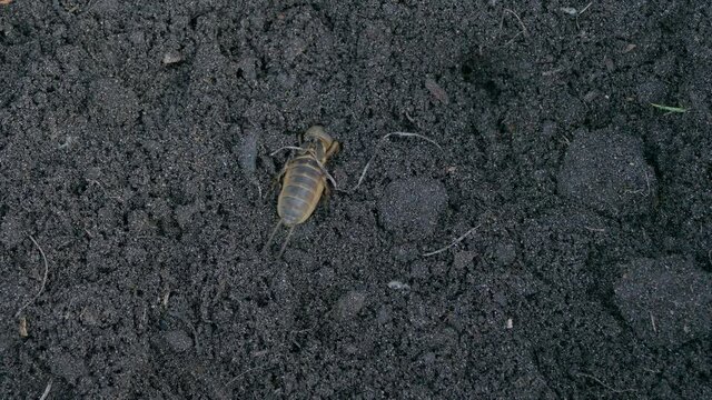European mole cricket digging in the soil, Gryllotalpa gryllotalpa garden pest