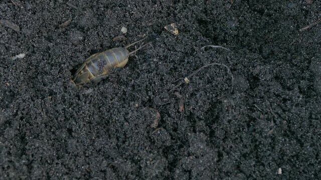 Mole cricket digging in the soil, Gryllotalpa gryllotalpa garden pest insect