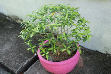 The plant leaves are small and slender, fresh green in the form of a plus sign in a pink pot