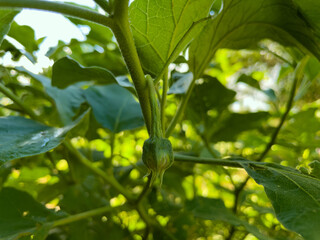 green leaves of a tree