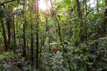 Obraz premium Tropical rainforest aerial landscape with lens flare, Arenal national park hanging bridges, Costa Rica.