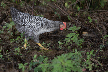 Plymouth Rock chickens at play