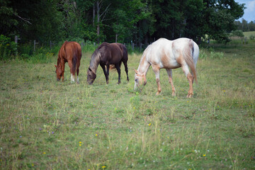 Obraz na płótnie Canvas three horses grazing in a meadow equine animal farm 