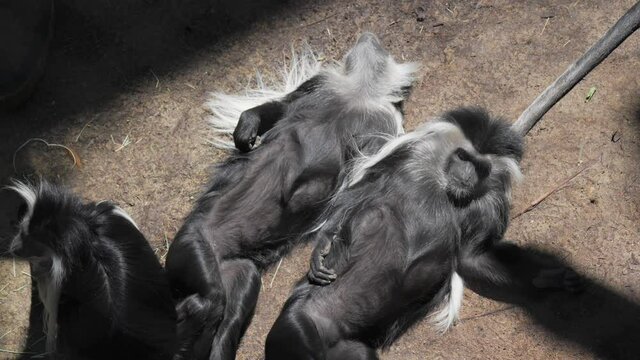 This video shows a group of long haired monkeys (Angolan Colobus Monkey) laying sprawled out on a forest floor, stretching and basking in the sunlight.