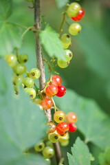 レッドカラント