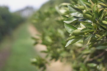 arboles frutales con hoja