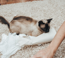 A beautiful, brown and blue-eyed Siamese cat is playing and dabbling with paper, tearing napkins against the background of a woolen carpet. Cat habits and games with the owner.