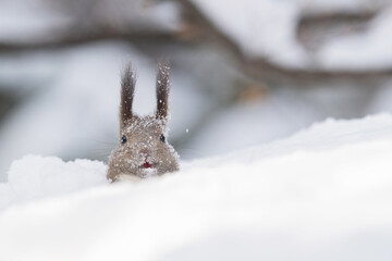 雪の中のエゾリス