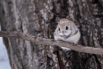 Obraz premium 冬のエゾモモンガ