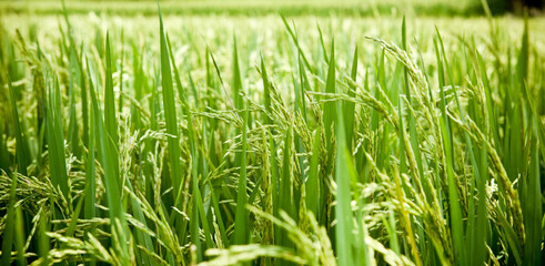 Green rice field in countryside landscape, agriculture and nature background
