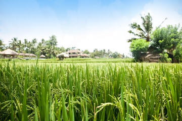 Green rice field in countryside landscape, agriculture and nature background