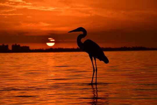 Great Blue Heron at Sunset bird sea  - Powered by Adobe