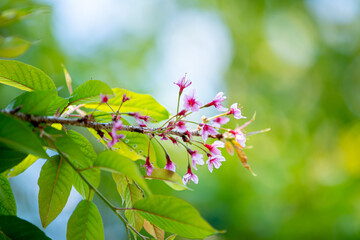 Soft focus, beautiful cherry blossom, Prunus cerasoides in Thailand, bright pink flowers of Sakura on the high mountains of Chiang Mai. Spring background and beautiful natural scenery.