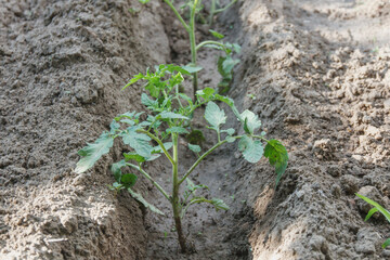 tomato seedlings planted in a vegetable garden