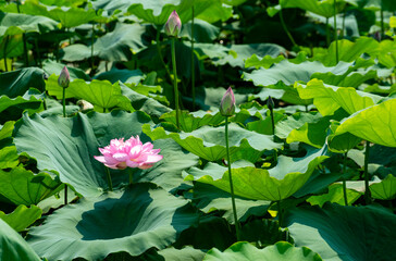 Beautiful blooming pink lotus flower in West Lake, Hanoi, Vietnam