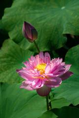 Beautiful blooming pink lotus flower in West Lake, Hanoi, Vietnam