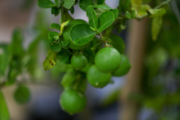 Lime (Citrus aurantifolia); Showing bunch of young fruits, green, soft, round shape, quite smooth shell and aroma when rub. supported by leaves on tree. There are thorn spiky along branch.