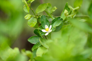 Lime (Citrus aurantifolia); Showing bunch of young fruits, green, soft, round shape, quite smooth shell and aroma when rub. supported by leaves on tree. There are thorn spiky along branch.