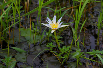 Close up of nymphaea nouchali. Common name is blue water lily.