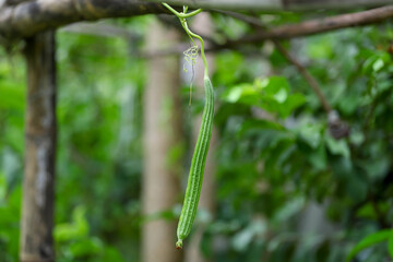 Luffa acutangula has grown up on dry soil in the organic garden in Thailand