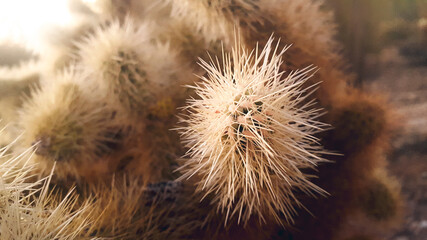 White cactus warm toned morning soft light