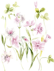 Flowers watercolor illustration.Manual composition.Big Set watercolor elements，Design for textile, wallpapers，Element for design,Greeting card