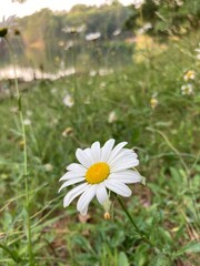 daisy in the grass