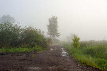 Fototapeta na wymiar June foggy morning. The road leads to the forest