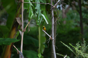 The Asian golden weaver (Ploceus hypoxanthus) is a species of bird in the Ploceidae family. It is found in Thailand, Nesting bird .yellow bird making the nest in central of Thailand.