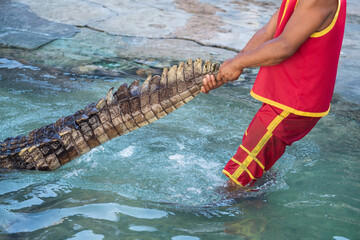 Trainers pull tail of crocodile to show