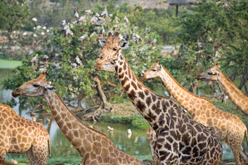 Giraffes group walk in forest near pond