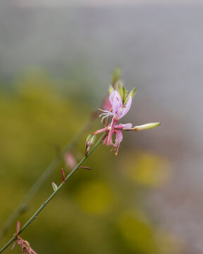 Pink Cardinal Flower also known as Lobelia cardinalis