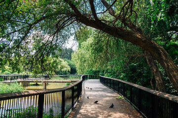 Obraz premium Forest road at Yeouido Saetgang Eco Park in Seoul, Korea