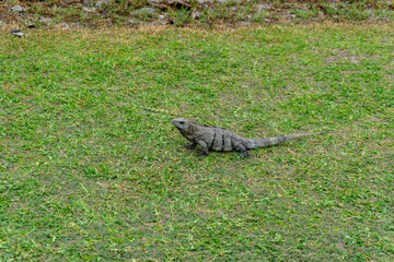 The iguana is a group of lizards in the iguana family that inhabit Central and South America and the Caribbean.
