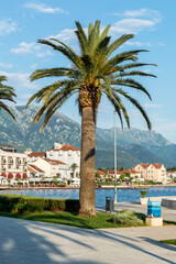 Palm on promenade of port.